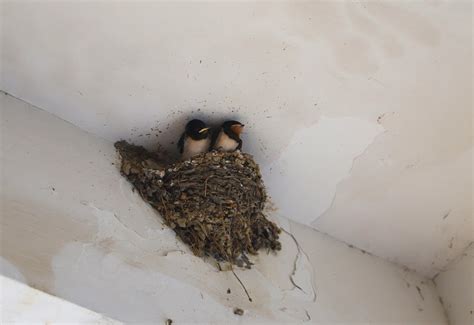 防止燕子築巢